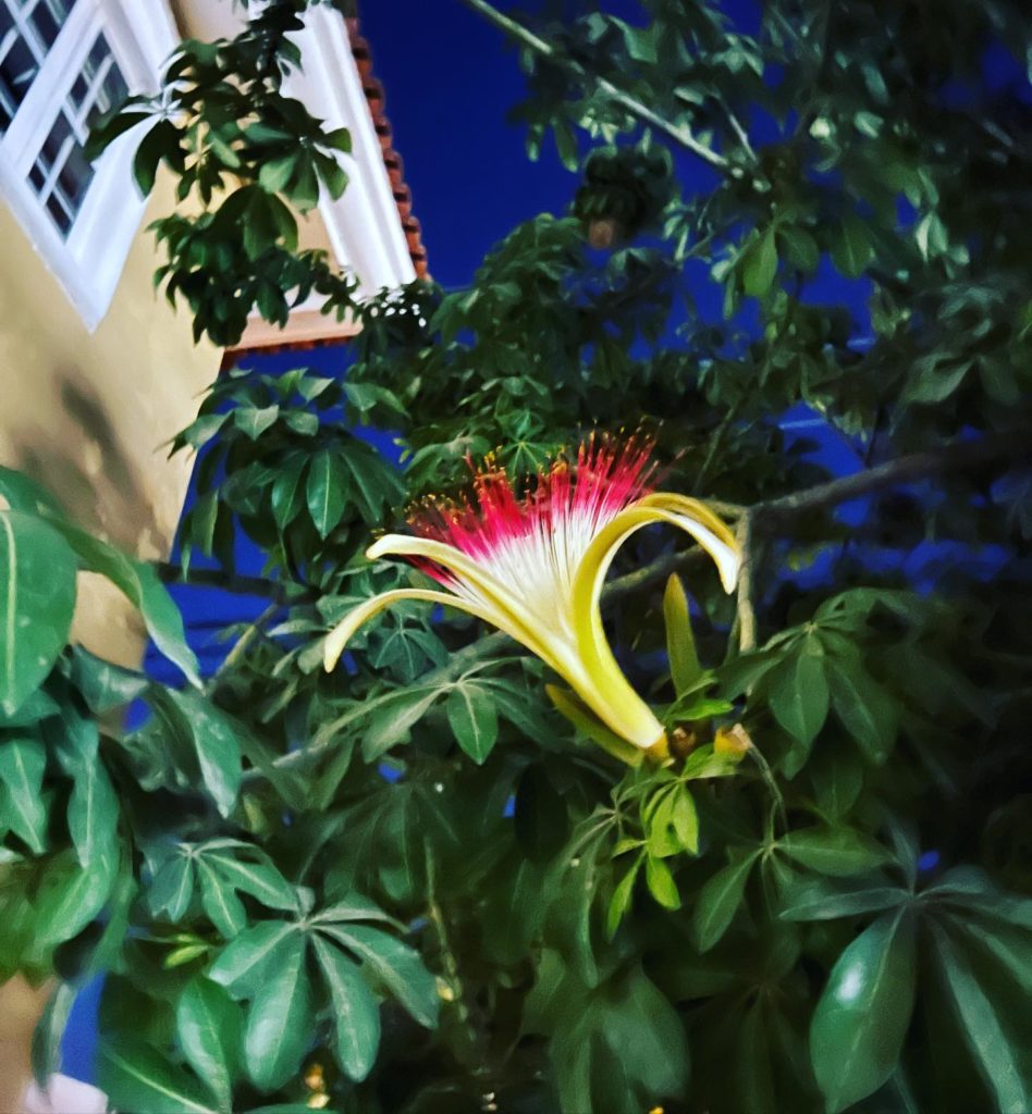 Inspired by the Beauty of Banderas Bay